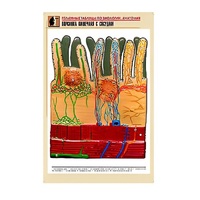 Рельефная таблица "Ворсинка кишечная с сосудом" (формат А1, матовое ламинир.) - «globural.ru» - Новый Уренгой
