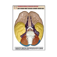Рельефная таблица "Доли и извилины нижней поверхности полушарий головного мозга" - «globural.ru» - Новый Уренгой