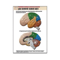 Рельефная таблица "Доли полушарий головного мозга" - «globural.ru» - Новый Уренгой