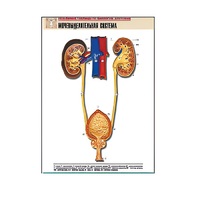 Рельефная таблица "Мочевыделительная система" (формат А1, матовое ламинир.) - «globural.ru» - Новый Уренгой