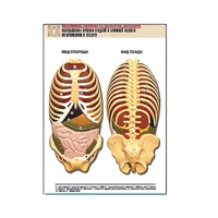 Рельефная таблица "Расположение органов грудной и брюшной полостей по отношению к скелету"(формат А1, лам.) - «globural.ru» - Новый Уренгой