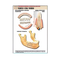 Рельефная таблица "Челюсти и зубы человека" (формат А1, матовое ламинир.) - «globural.ru» - Новый Уренгой