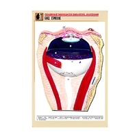 Рельефная таблица "Глаз. Строение" (формат А1, матовое ламинир.) - «globural.ru» - Новый Уренгой