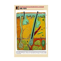 Рельефная таблица "Кожа. Разрез" (формат А1, матовое ламинир.) - «globural.ru» - Новый Уренгой