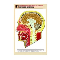 Рельефная таблица "Сагиттальный разрез головы" (формат А1, матовое ламинир.) - «globural.ru» - Новый Уренгой