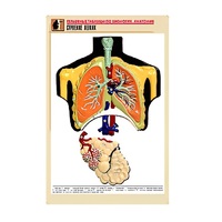 Рельефная таблица "Строение легких" (формат А1, матовое ламинир.) - «globural.ru» - Новый Уренгой