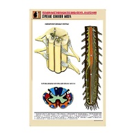 Рельефная таблица "Строение спинного мозга " (формат А1, матовое ламинир.) - «globural.ru» - Новый Уренгой