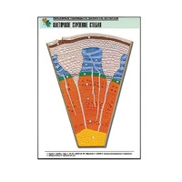 Рельефная таблица "Клеточное строение стебля" (формат А1, матовое ламинир.) - «globural.ru» - Новый Уренгой