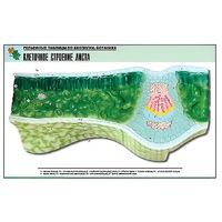 Рельефная таблица "Клеточное строение листа" (формат А1, матовое ламинир.) - «globural.ru» - Новый Уренгой