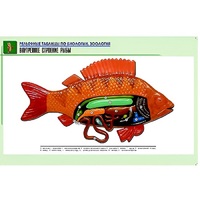 Рельефная таблица "Внутреннее строение рыбы" (формат А1, матовое ламинир.) - «globural.ru» - Новый Уренгой
