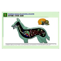 Рельефная таблица "Внутреннее строение собаки" (формат А1, матовое ламинир.) - «globural.ru» - Новый Уренгой