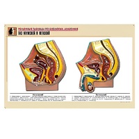 Рельефная таблица "Таз мужской и женский" (формат А1, матовое ламинир.) - «globural.ru» - Новый Уренгой