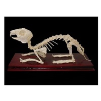 Скелет кролика - «globural.ru» - Новый Уренгой