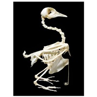 Скелет голубя - «globural.ru» - Новый Уренгой