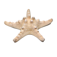 Сухой препарат "Звезда морская" (вариант 2) - «globural.ru» - Новый Уренгой