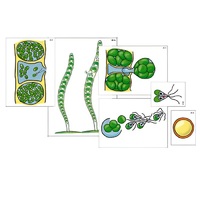 Модель-аппликация "Размножение многоклеточной водоросли" (ламинированная) - «globural.ru» - Новый Уренгой