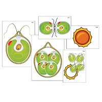 Модель-аппликация "Размножение одноклеточной водоросли" (ламинированная) - «globural.ru» - Новый Уренгой