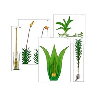 Модель-аппликация "Размножение мха" (ламинированная) - «globural.ru» - Новый Уренгой