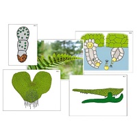 Модель-аппликация "Размножение папоротника" (ламинированная) - «globural.ru» - Новый Уренгой