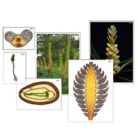 Модель-аппликация "Размножение сосны" (ламинированная) - «globural.ru» - Новый Уренгой