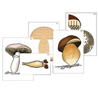 Модель-аппликация "Размножение шляпочного гриба" (ламинированная) - «globural.ru» - Новый Уренгой