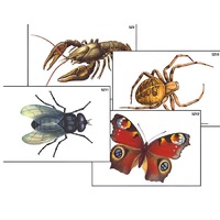 Модель-аппликация "Разнообразие беспозвоночных" (ламинированная) - «globural.ru» - Новый Уренгой