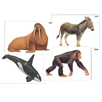 Модель-аппликация "Разнообразие высших хордовых 2. Млекопитающие" (ламинированная) - «globural.ru» - Новый Уренгой