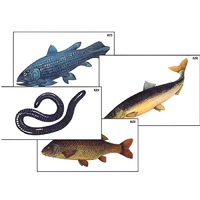 Модель-аппликация "Разнообразие низших и высших хордовых" (ламинированная) - «globural.ru» - Новый Уренгой