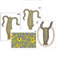 Модель-аппликация "Строение и размножение гидры" (ламинированная) - «globural.ru» - Новый Уренгой