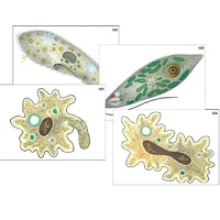 Модель-аппликация "Строение и разнообразие простейших" (ламинированная) - «globural.ru» - Новый Уренгой