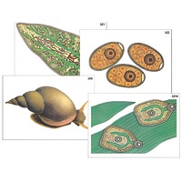 Модель-аппликация "Циклы развития печеночного сосальщика и бычьего цепня" (ламинированная) - «globural.ru» - Новый Уренгой