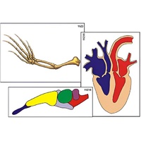 Модель-аппликация "Эволюция важнейших систем органов позвоночных" (ламинированная) - «globural.ru» - Новый Уренгой