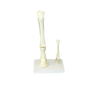 Модель "Скелет конечностей лошади и овцы" (на подставке) - «globural.ru» - Новый Уренгой