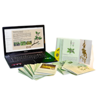 Гербарий натурально-интерактивный "Дикорастущие растения" - «globural.ru» - Новый Уренгой