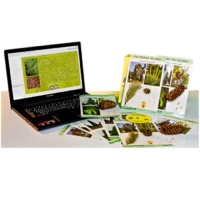 Коллекция натурально-интерактивная "Голосеменные растения" - «globural.ru» - Новый Уренгой