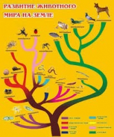 Стенд "Развитие животного мира на земле" - «globural.ru» - Новый Уренгой