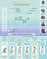 Стенд "Эволюция человека" (вариант 1) - «globural.ru» - Новый Уренгой