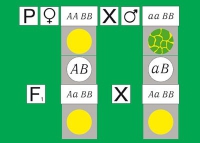 Модель-аппликация Дигибридное скрещивание. Законы Менделя. (набор из 84 карт) - «globural.ru» - Новый Уренгой