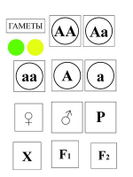 Модель-аппликация Моногибридное скрещивание и его цитологические основы - «globural.ru» - Новый Уренгой