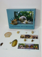 Коллекция "Раковины моллюсков" (вариант 2) - «globural.ru» - Новый Уренгой