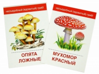 Раздаточные карточки "Грибы съедобные и не съедобные" - «globural.ru» - Новый Уренгой
