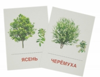 Раздаточные карточки "Деревья и кустарники" - «globural.ru» - Новый Уренгой