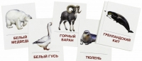 Раздаточные карточки "Животные холодных широт" - «globural.ru» - Новый Уренгой