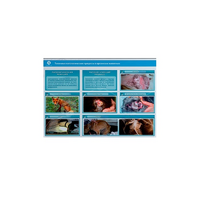 Стенд-планшет светодинамический "Изучение типических патологических процессов в организмах животных" - «globural.ru» - Новый Уренгой