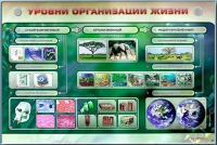 Электрифицированный стенд "Уровни организации жизни" - «globural.ru» - Новый Уренгой