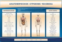 Электрифицированный стенд-тренажер c макетом скелета "Анатомическое строение человека" - «globural.ru» - Новый Уренгой