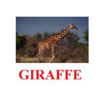 "Wild Animals-1" ("Дикие животные-1") английские карточки Домана - «globural.ru» - Новый Уренгой