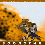 Зоология. (Цифровая база изображений) - «globural.ru» - Новый Уренгой