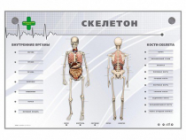 Электрифицированный стенд-тренажер "Скелетон" - «globural.ru» - Новый Уренгой