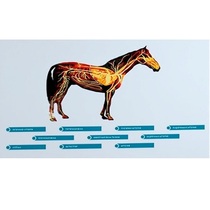 Стенд-планшет светодинамический "Изучение кровеносной системы сельскохозяйственных животных" со сменными панелями - «globural.ru» - Новый Уренгой